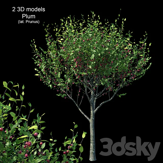 Plum 3DModel
