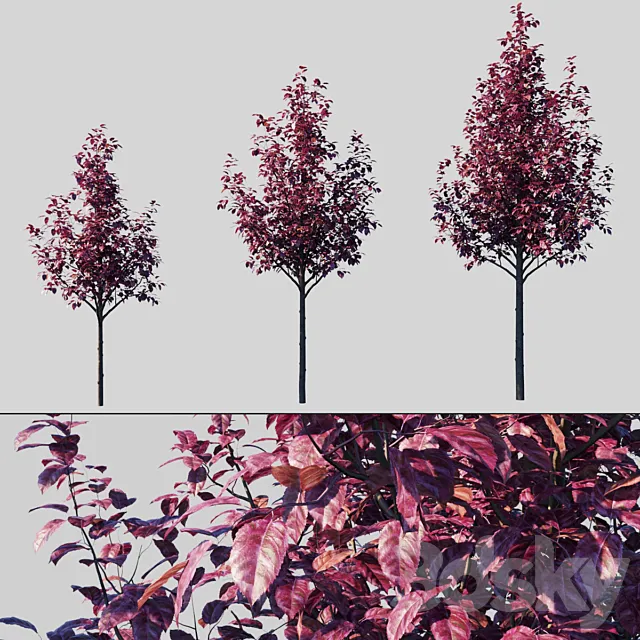 Plum Spread Pissardi _ Prunus Cerasifera Pissardii 3D Model