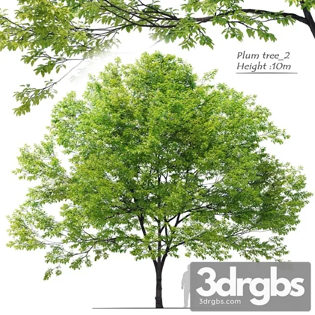 Plum Tree 02 Free Download