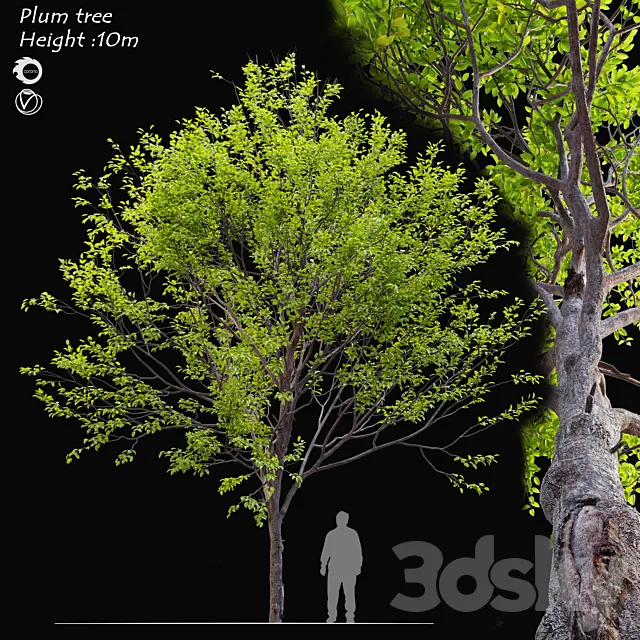 Plum tree 3DModel