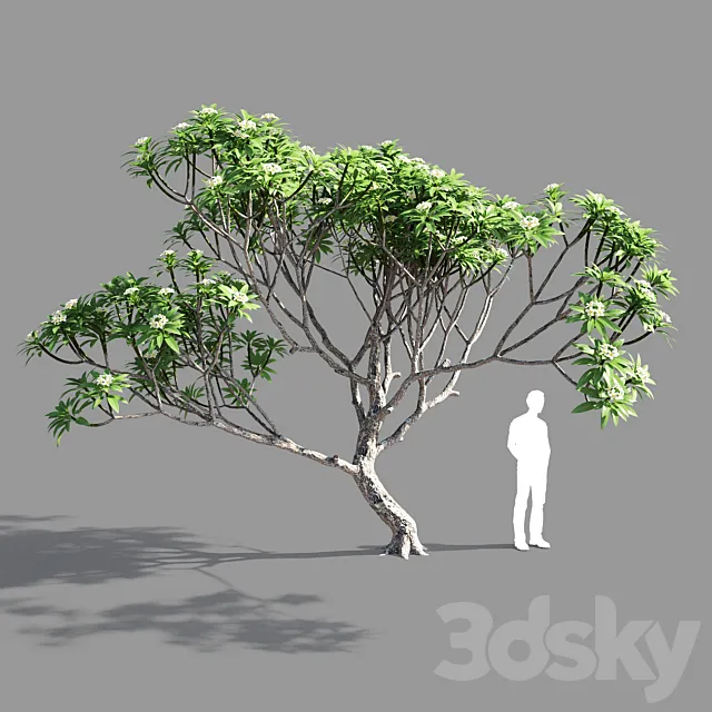 Plumeria 3 3DModel