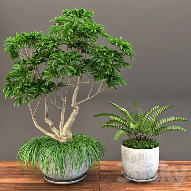 Plumeria Frangipane Tree 3D Model