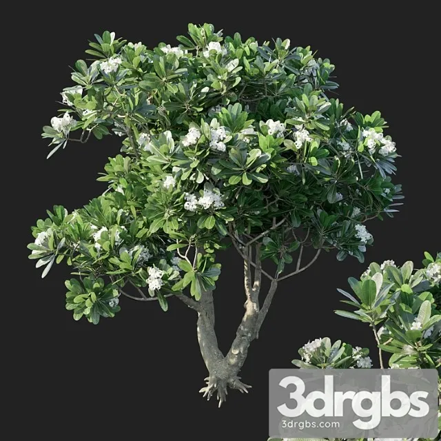 Plumeria Obtusa 1 3D Model Free