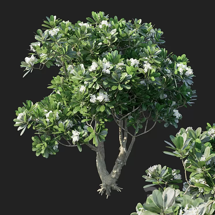 Plumeria Obtusa 3D Model