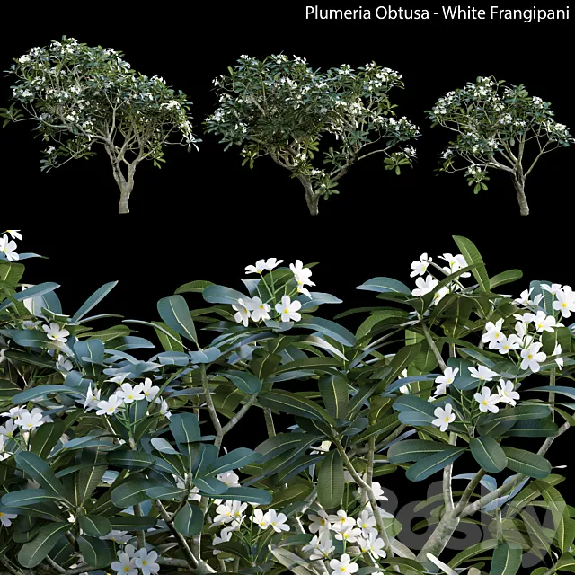Plumeria Obtusa - White Frangipani - 01 3D Model