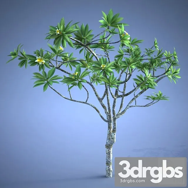 Plumeria Plant 3D Model Free