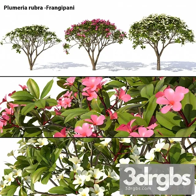 Plumeria Rubra Frangipani Tree 3D Model Free