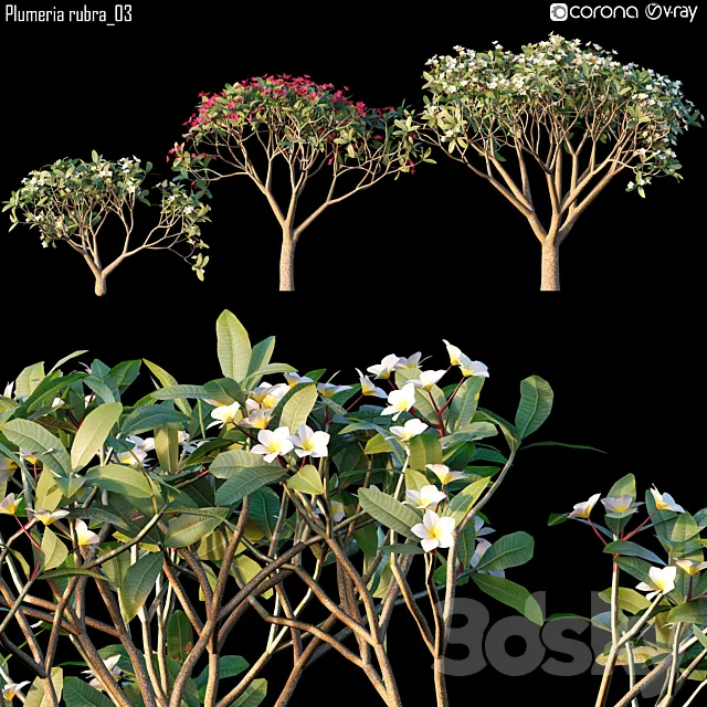 Plumeria rubra_03 3DModel