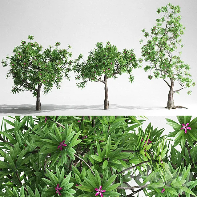 Plumeria Trees - 3 Shapes 3D Model