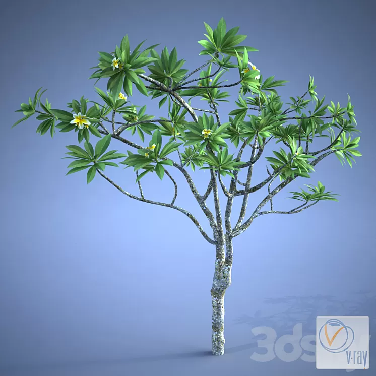 Plumeria_plant