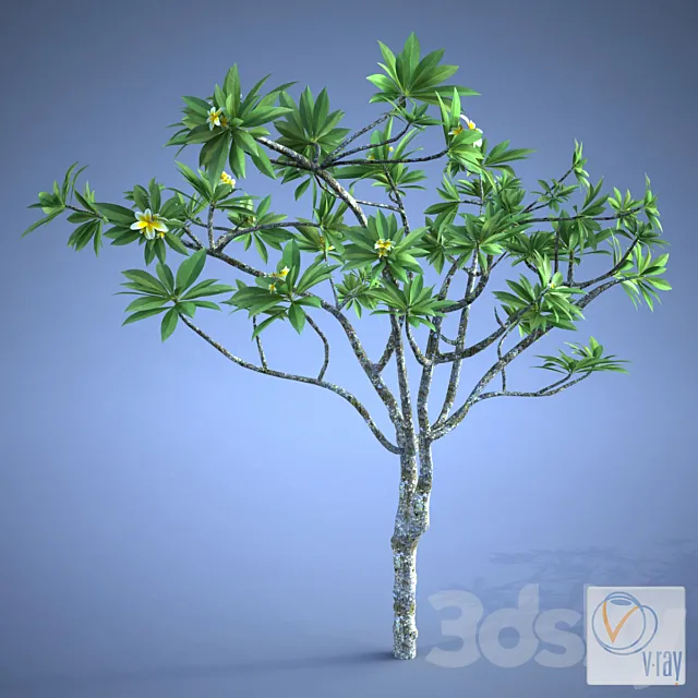 Plumeria_plant 3DModel
