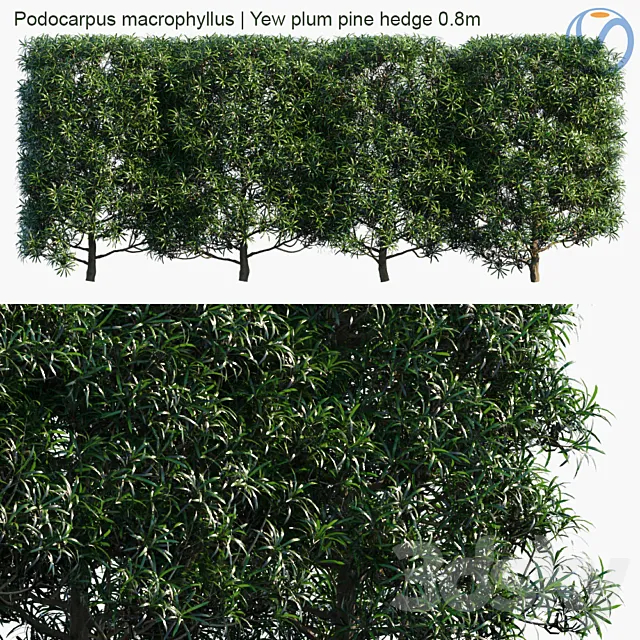 Podocarpus macrophyllus | Yew plum pine hedge 0.8m 3D Model