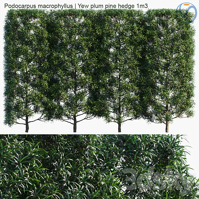 Podocarpus macrophyllus | Yew plum pine hedge 1m3 Free Download