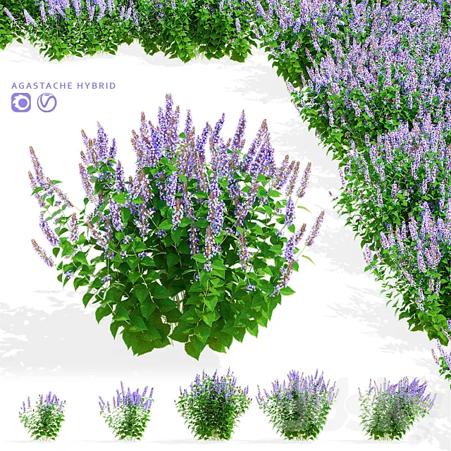 Polygon hybrid flowers | Agastache hybrid 3D Model