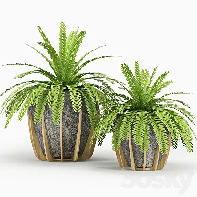 Polypodiophyta 3DModel