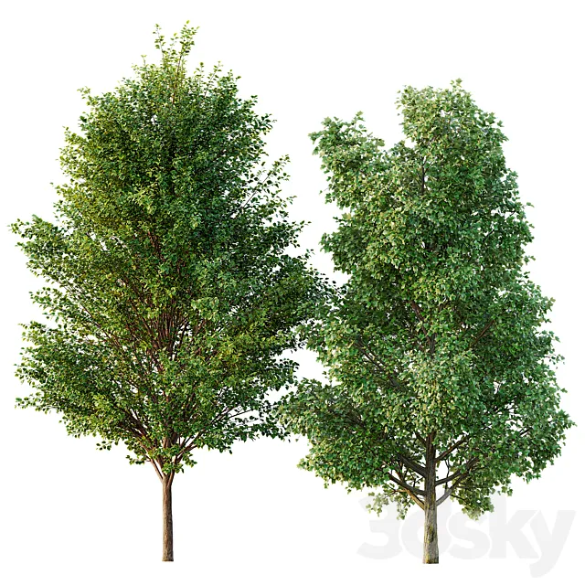 poplar 2 trees Free Download