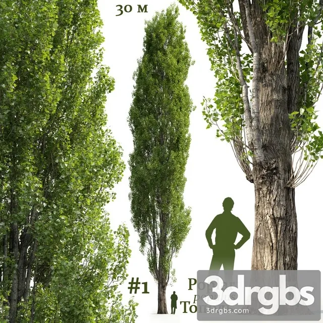 Poplar Populus 1 3D Model Free