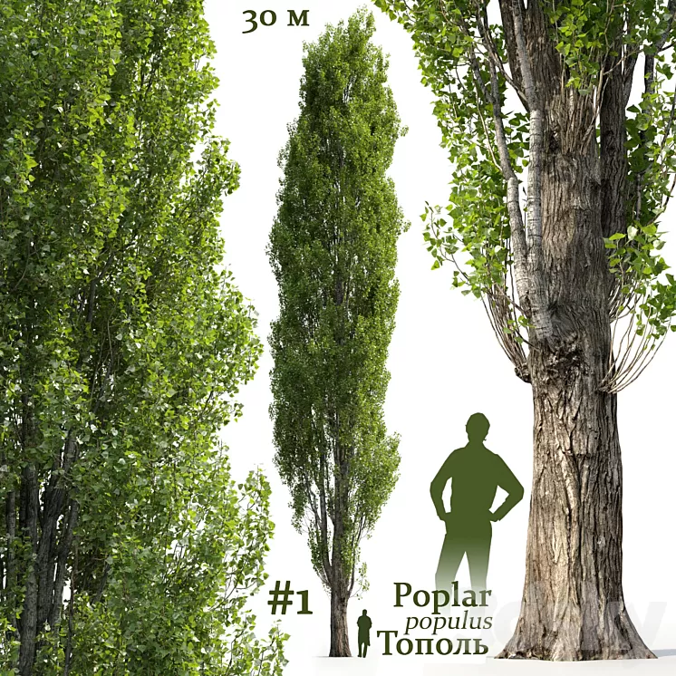 Poplar / Populus #1 3D Model