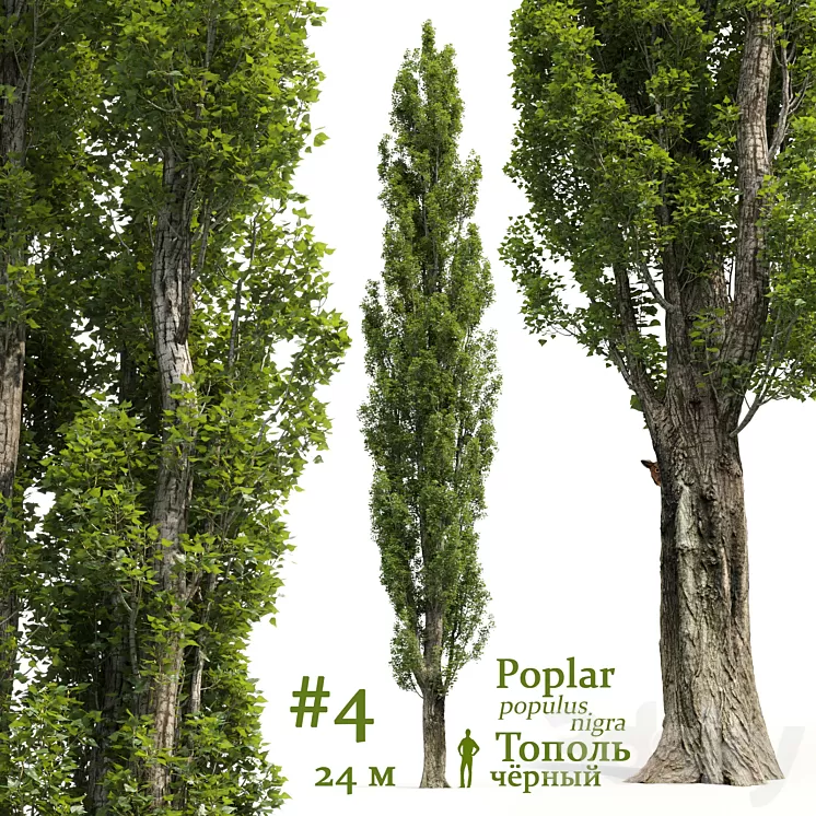 Poplar / Populus # 4 3D Model