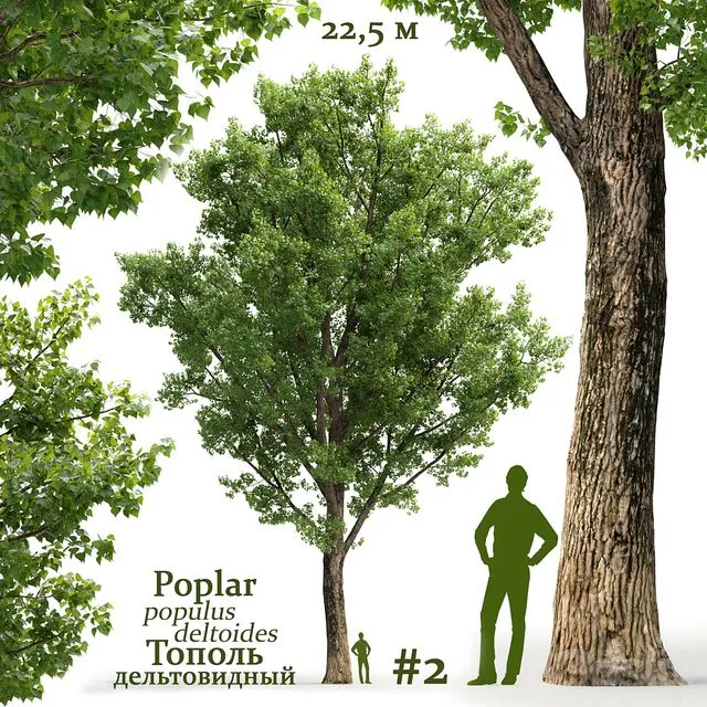 Poplar Populus deltoides #2 3D Model