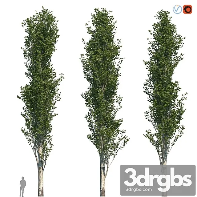 Poplar pyramidal 17m summer