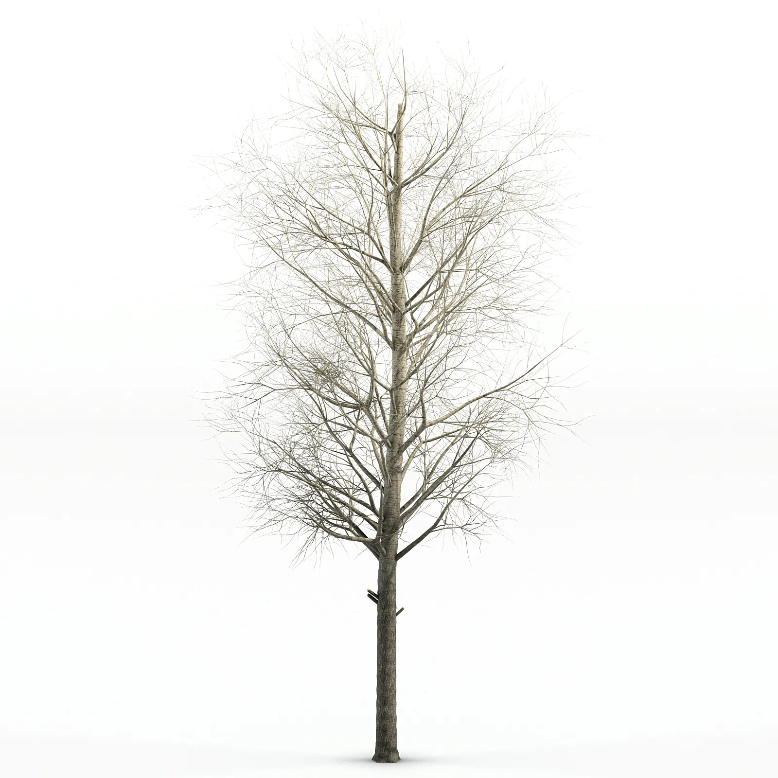 Poplar Siberian tree 3D Model