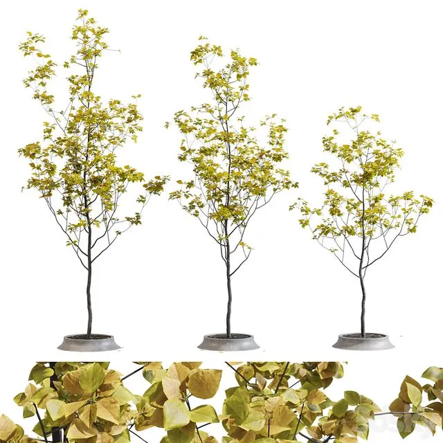 Poplar young 3D Model