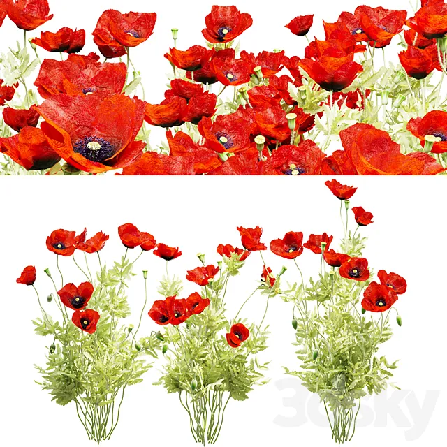 Poppy field 3D Model