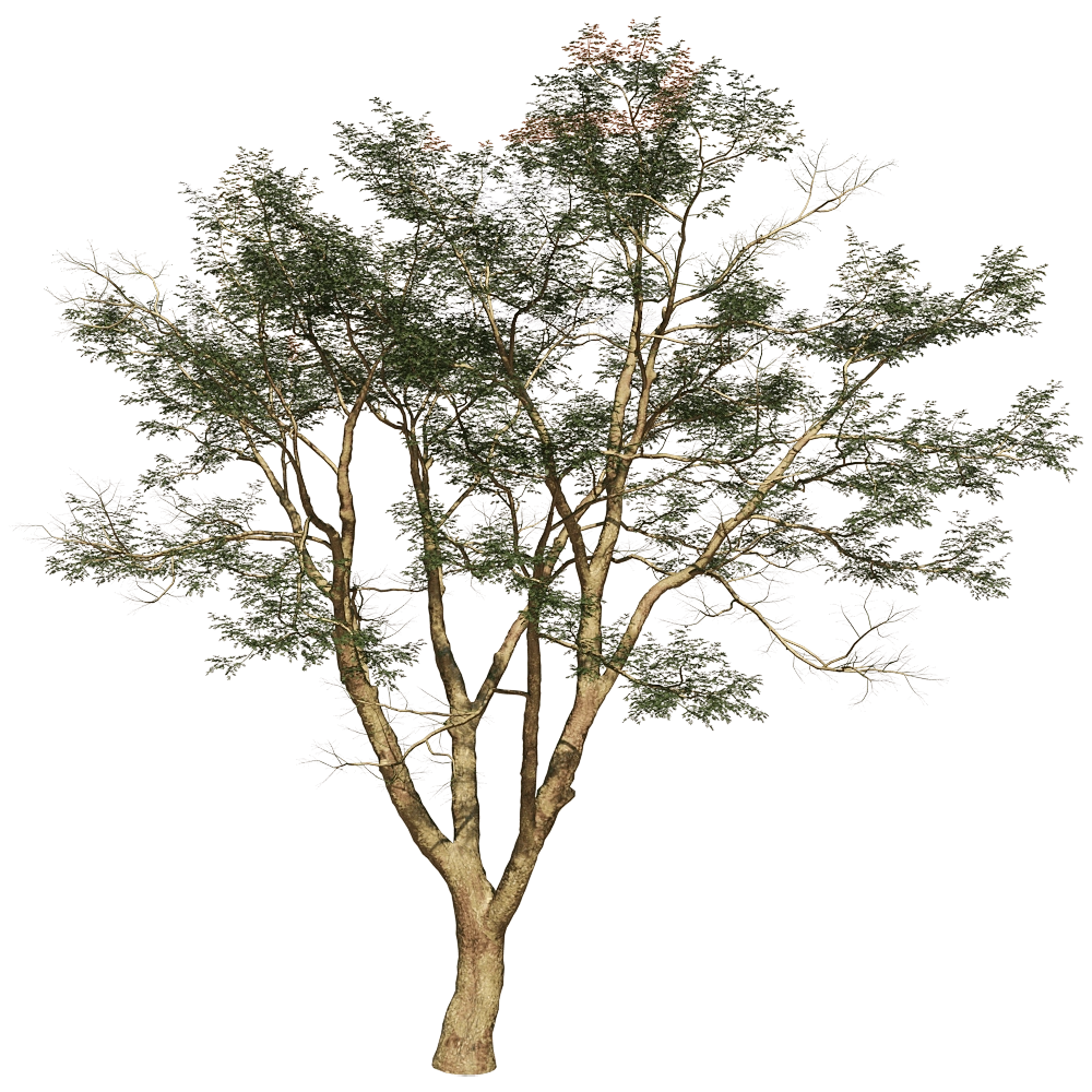 Porada - Vachellia Xanthophloea 01 01 3D Model