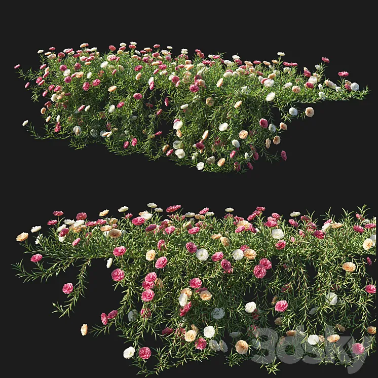 Portulaca grandiflora 05 3D Model Free