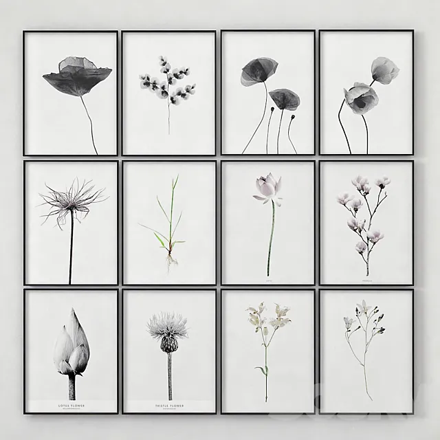 Posters with images of plants 3D Model