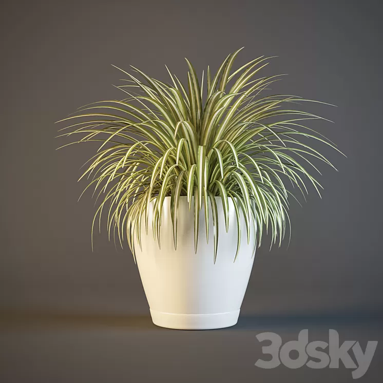 pot Chlorophytum 3D Model