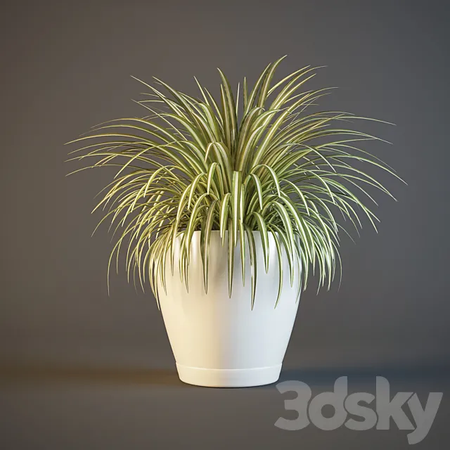 pot Chlorophytum 3DModel