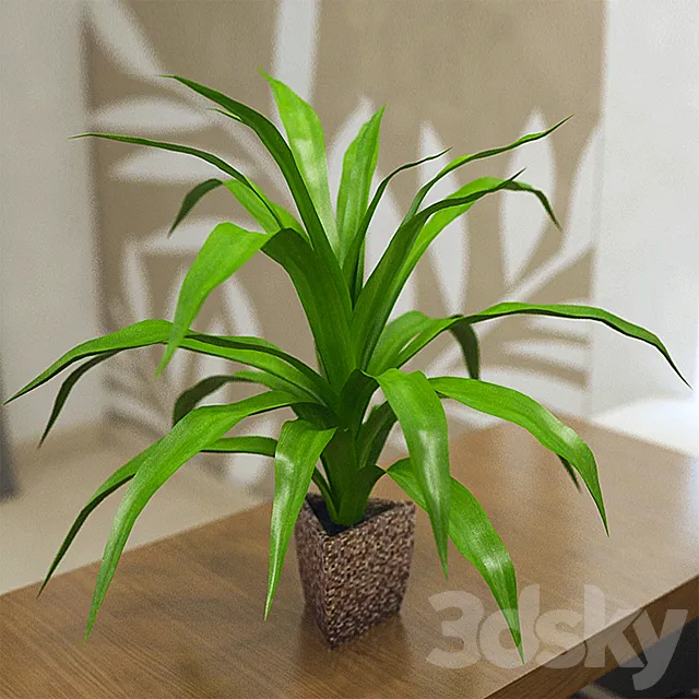 Pot dracaena 3DModel
