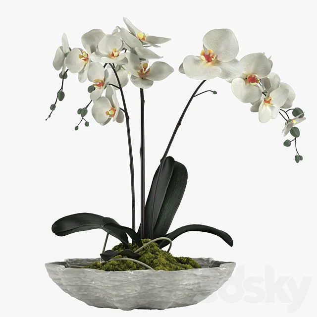 Pot Plant 24 3D Model