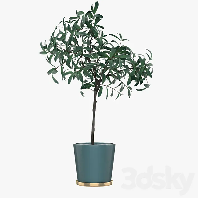 Pot Plant 25 3D Model