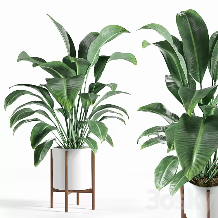 Pot plant 3D Model