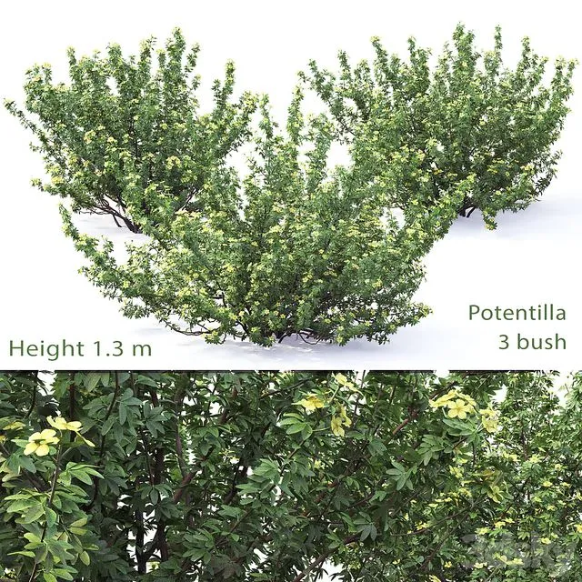 Potentilla bush # 1 3D Model