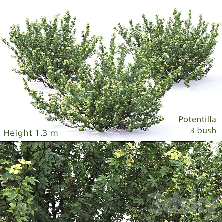Potentilla bush # 1 3D Model