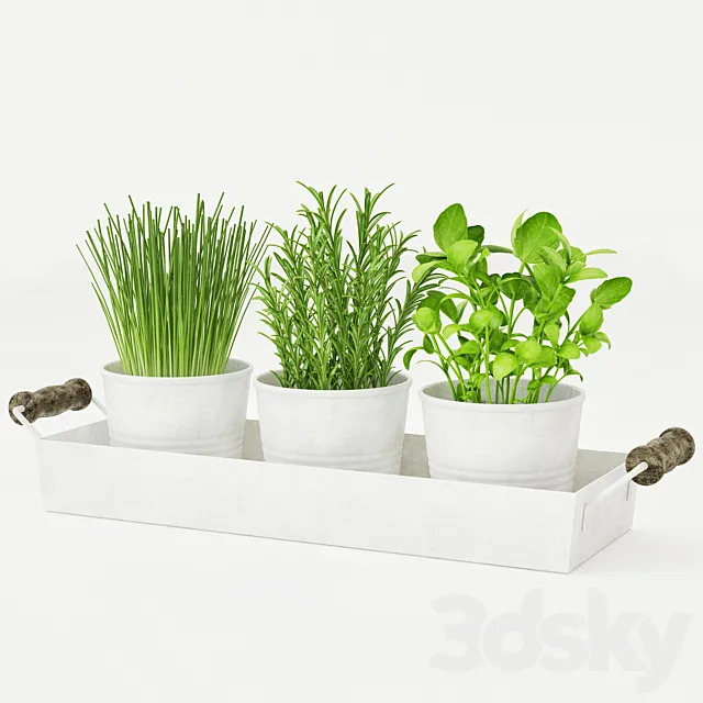 Pots of herbs 3DModel