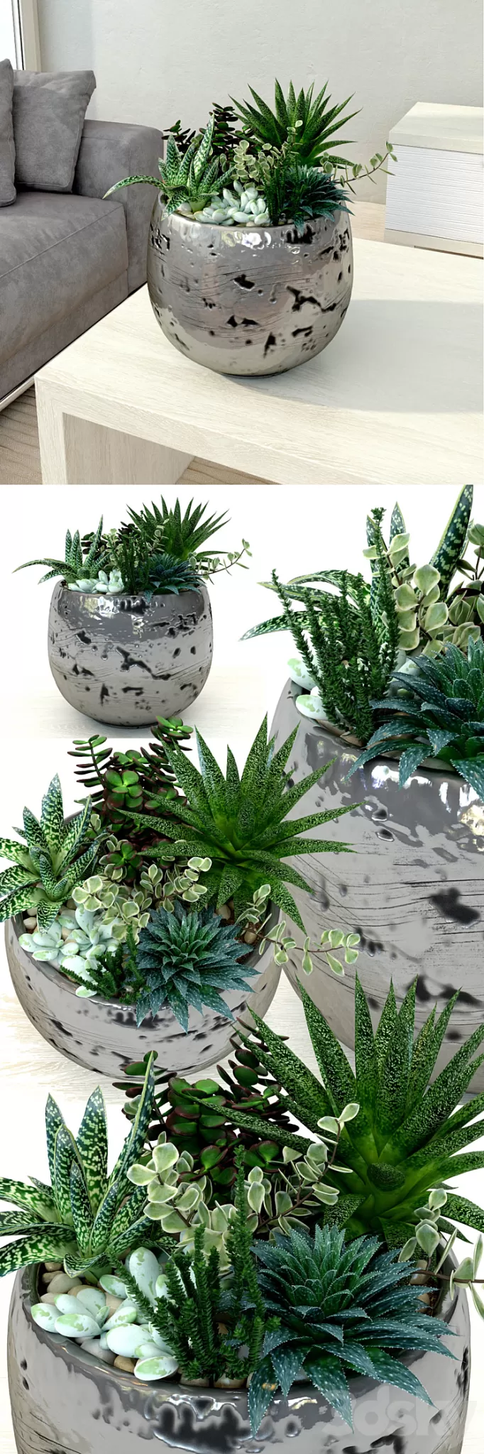 Pots with plants succulents 3D Model