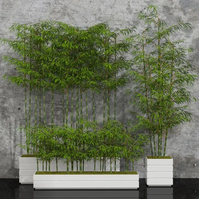 Potted bamboo 01 3D Model