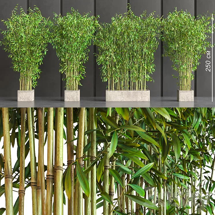 potted bamboo