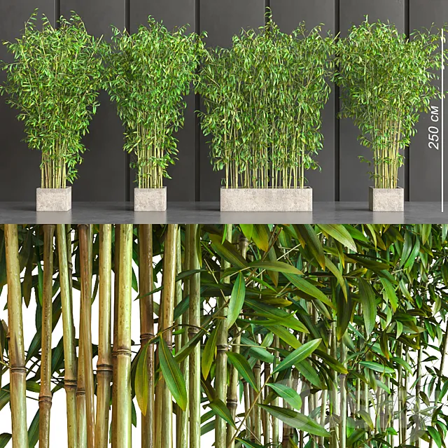 potted bamboo 3DModel