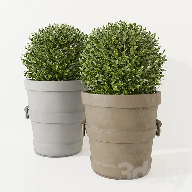 Potted Boxwood Restoration Hardware 3D Model