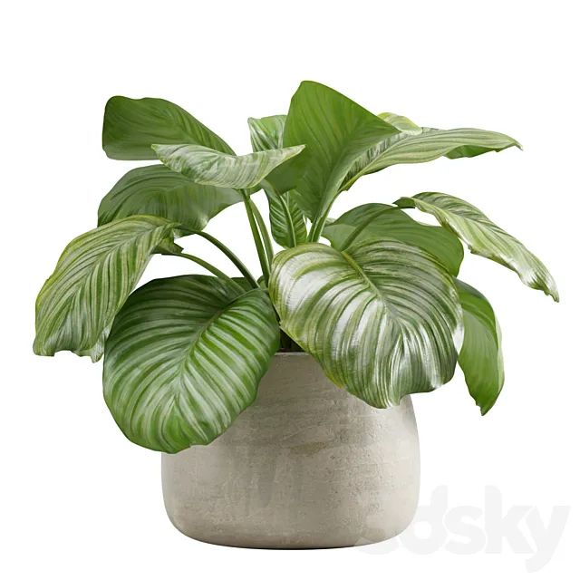 Potted calathea orbifolia 3D Model