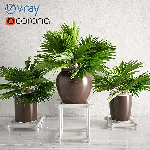 Potted Palm Plants Collection 003 3D Model