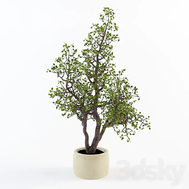 Potted plant 3D Model