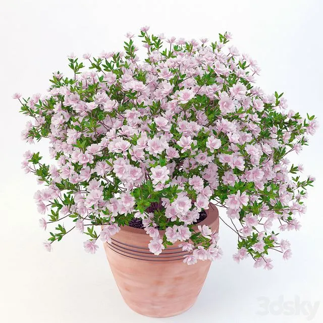 Potted plant Azalea_001 3D Model