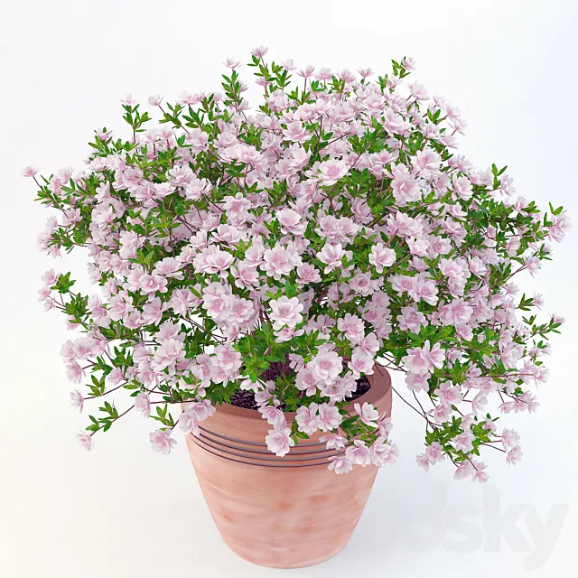 potted plant Azalea_001 Free Download